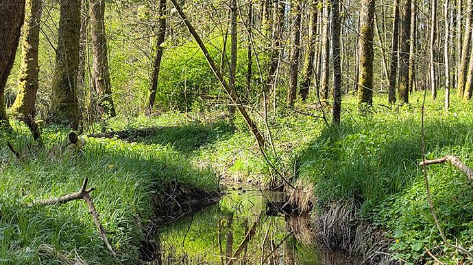 Referenzprojekt Gewaesserperle Plus Roggenhausenbach